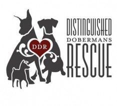 ddr distinguished doberman rescue logo